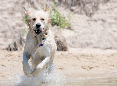 Dog running through the water