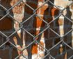Chain-link fence outside a prison exercise yard