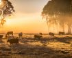 Sunrise over a cattle farm