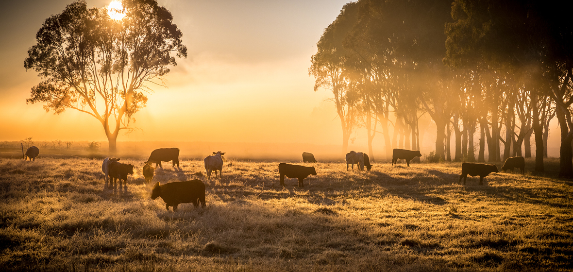 Sunrise over a cattle farm