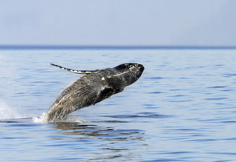 whale leaping out of water in Alaksa
