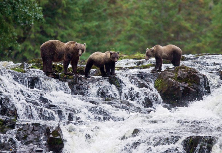 three bears in a river in Alaska