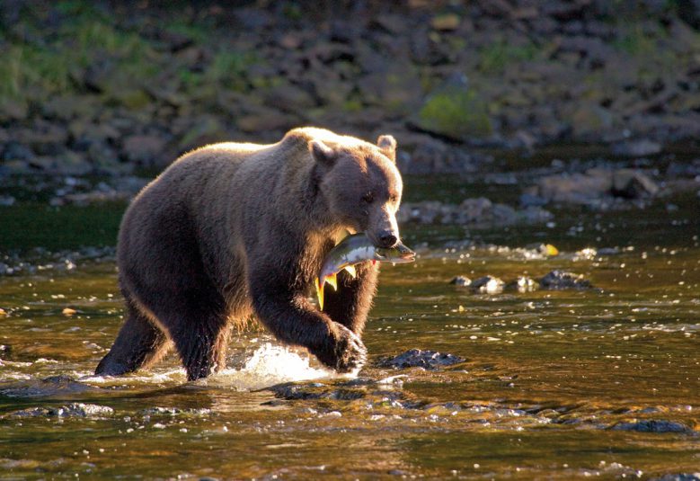 bear carrying fish in its mouth in Alaska