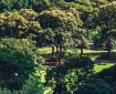 Trees in a park