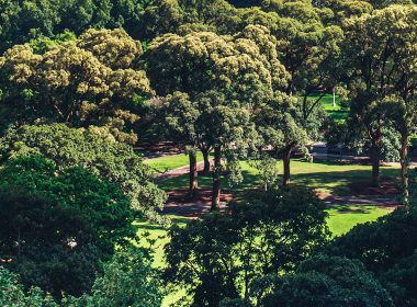 Trees in a park