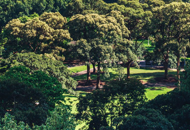 Trees in a park