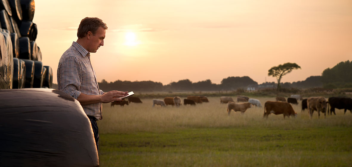 Farmer looks at his phone, with cows in the background