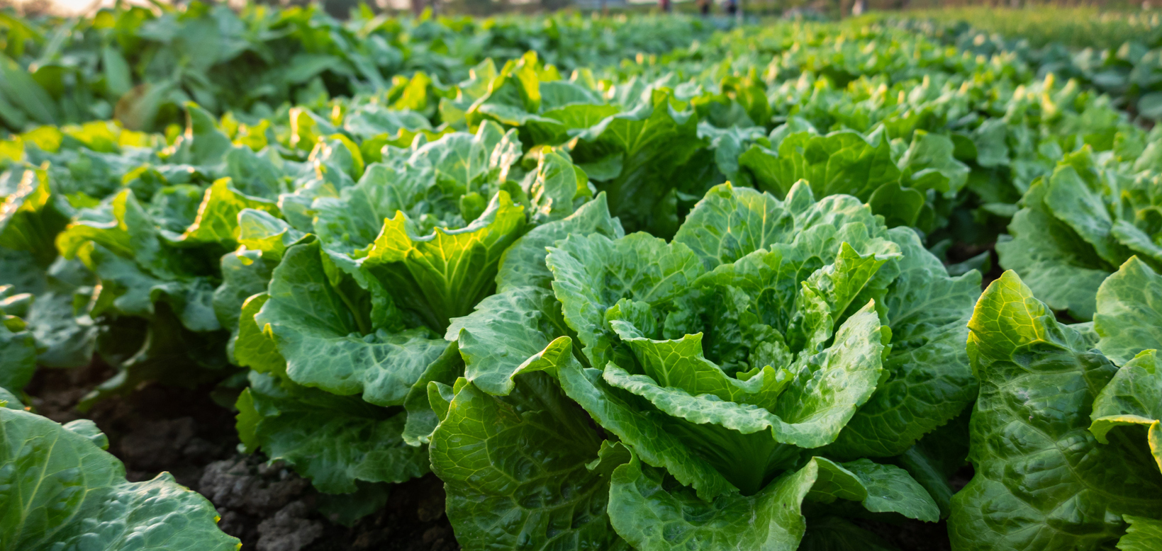 Why is lettuce so expensive? Costs have shot up, and won’t return to