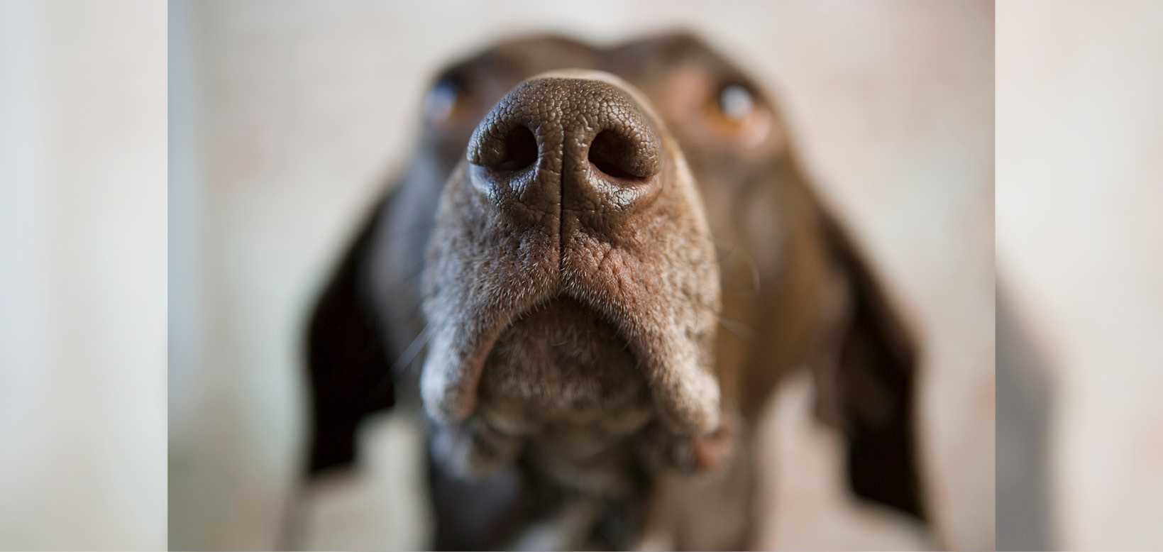 Dogs can smell stress Law Society Journal