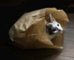photo of cat emerging from paper bag to symbolise the secrets of Optus revealed