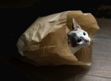 photo of cat emerging from paper bag to symbolise the secrets of Optus revealed