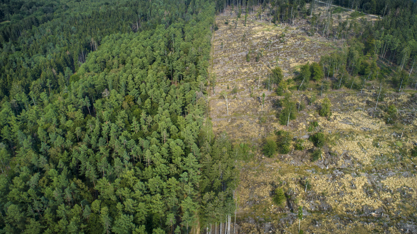 EU deforestation laws postponed: will amendments render it toothless ...